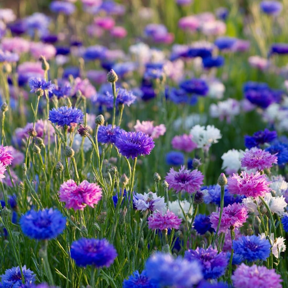 Seeds Of Strength cornflower tall mix bloom for borders and pollinator gardens