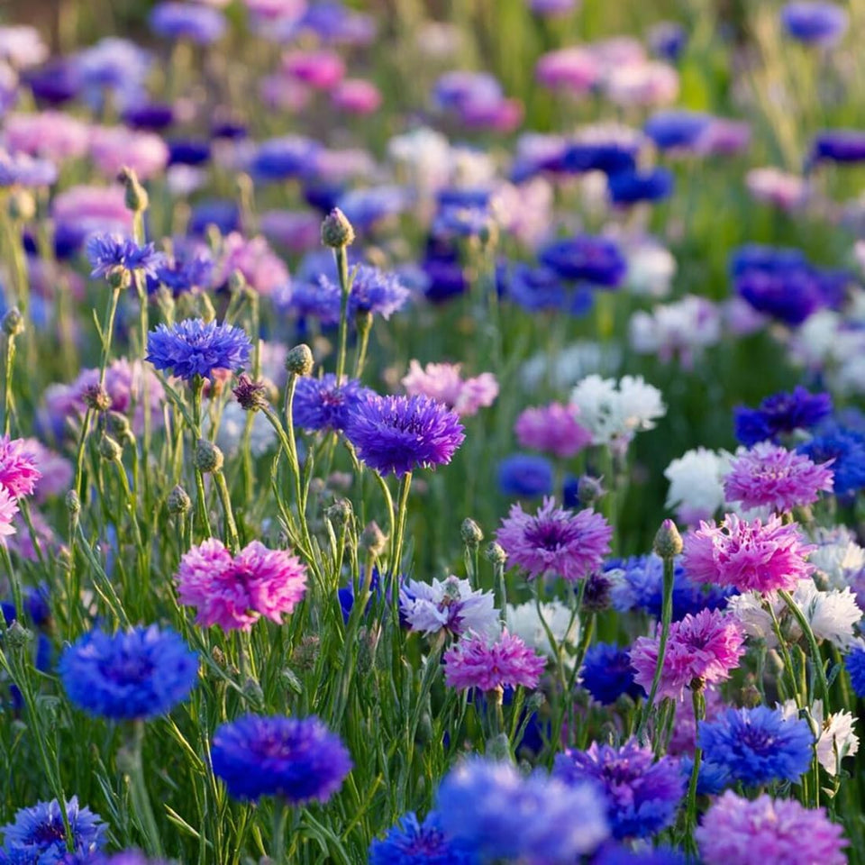 Seeds Of Strength cornflower tall mix bloom for borders and pollinator gardens