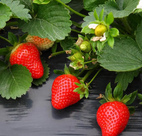 Seeds Of Strength Cream Strawberry berries turning green to red, tasty harvest