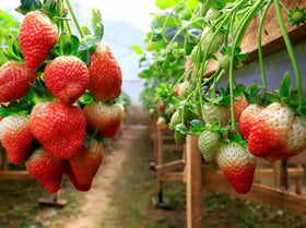 Seeds Of Strength Cream Strawberry flowers in white, pink, red, beauty and pollinator appeal