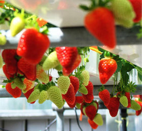 Seeds Of Strength Cream Strawberry garden setup, ideal for at-home fruit growing