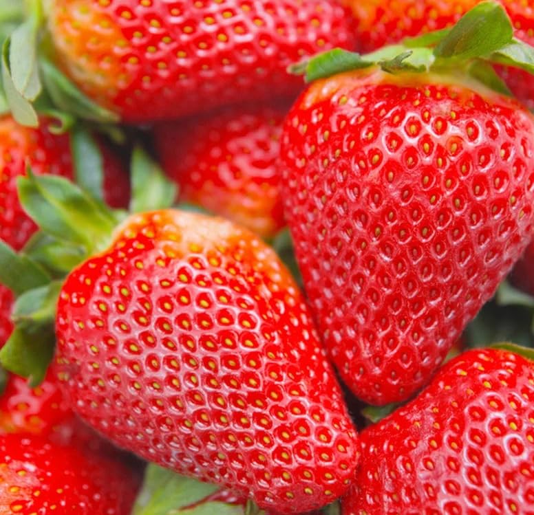 Seeds Of Strength Cream Strawberry leaves and stems, healthy foliage for vigorous plants