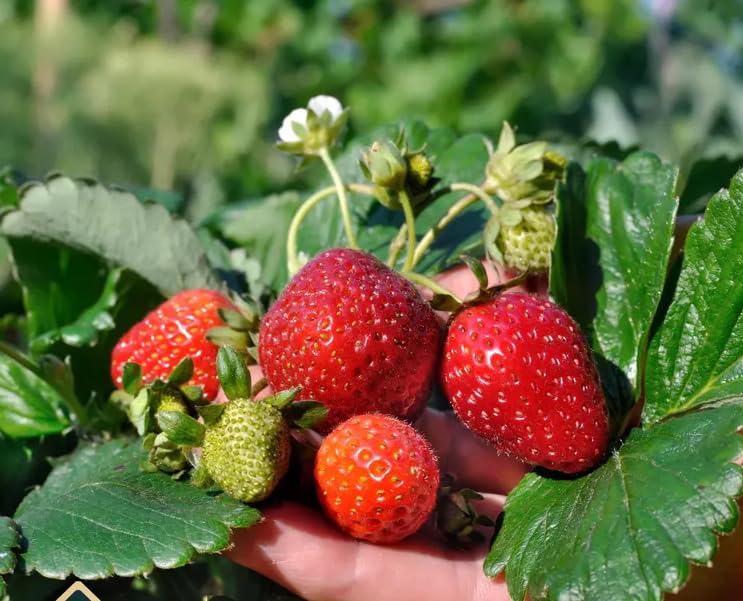 Seeds Of Strength Cream Strawberry seedling in pot, ready to grow