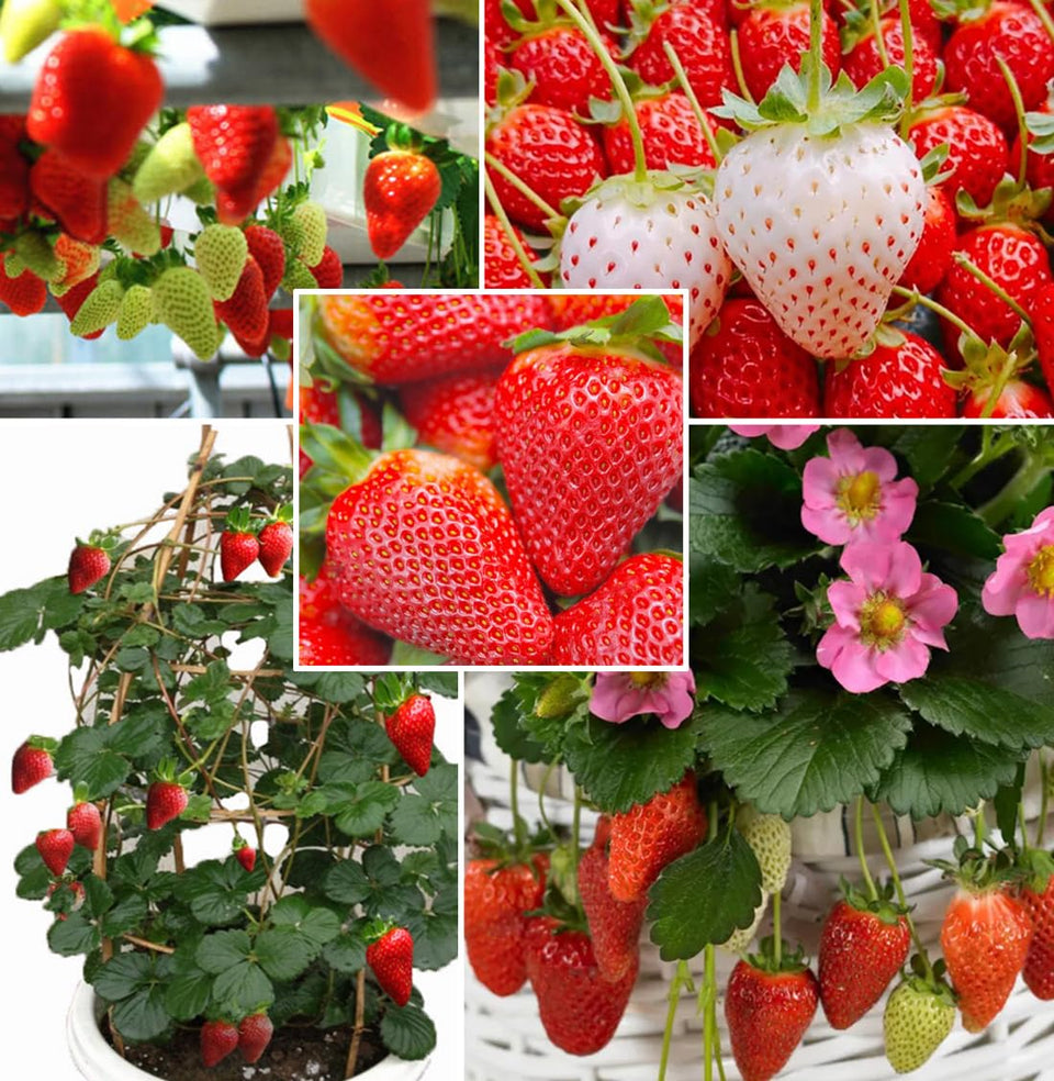 Seeds Of Strength Cream Strawberry Seeds package for home gardens, versatile planting