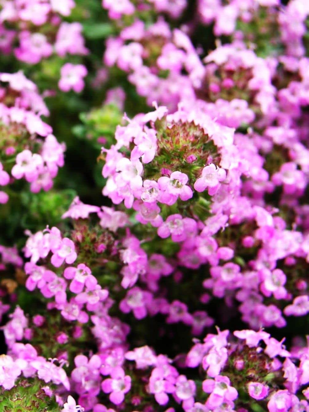 Seeds Of Strength Creeping Thyme flowers brighten borders and paths.