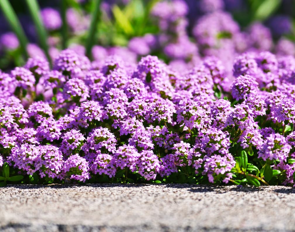 Seeds Of Strength creeping thyme ground cover mat spreading across beds