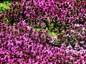Seeds Of Strength Creeping Thyme ground cover spreading across sunny borders.