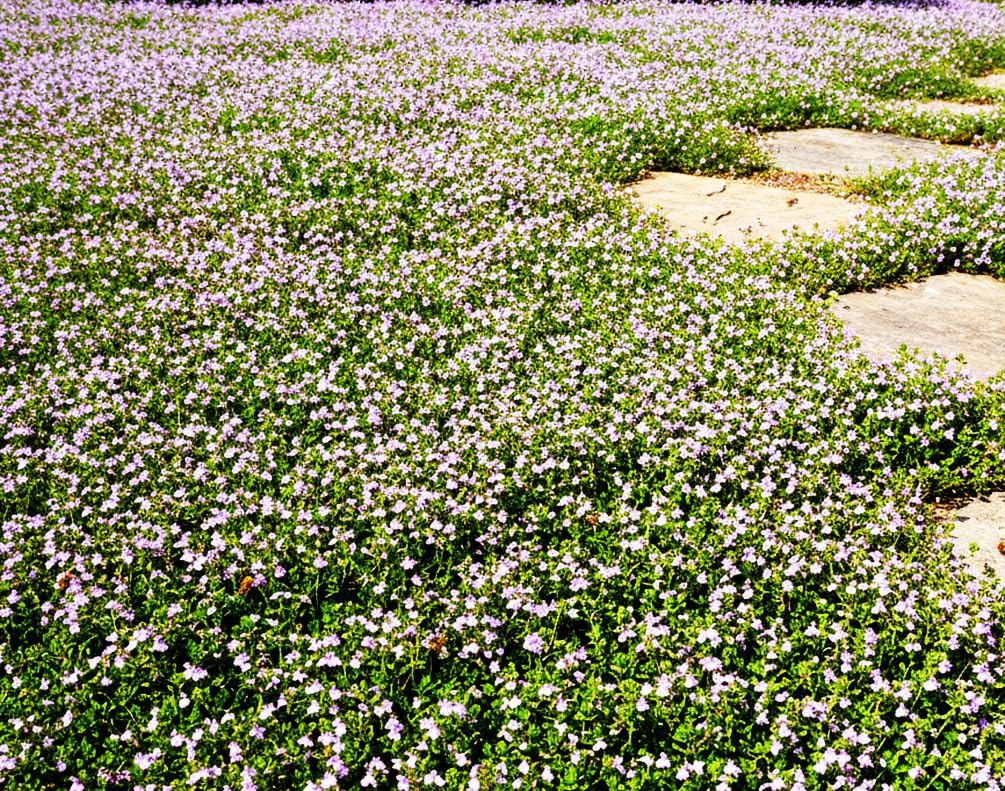 Seeds Of Strength creeping thyme pink flowers closeup shows colorful ground cover