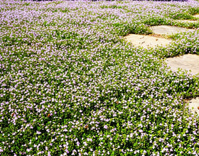 Seeds Of Strength creeping thyme pink flowers closeup shows colorful ground cover