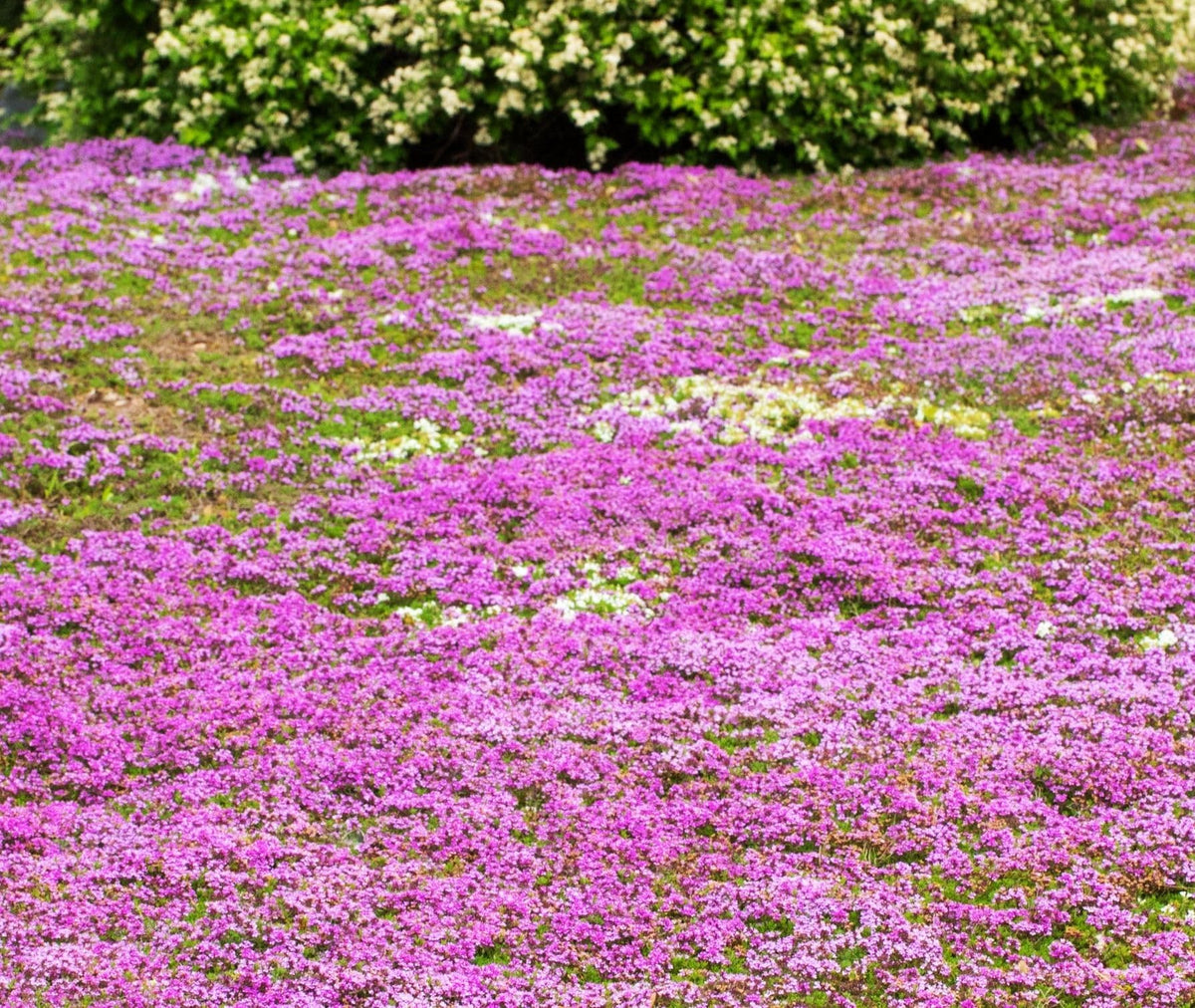 Seeds Of Strength creeping thyme seeds create a drought-tolerant flower mat