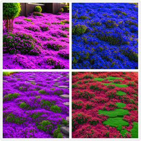 Seeds Of Strength Creeping Thyme seeds for garden bed ground cover in full sun.