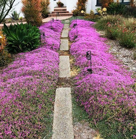 Seeds Of Strength creeping thyme seeds attract pollinators with purple-pink blossoms
