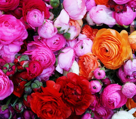 Seeds Of Strength cut-flower friendly ranunculus for elegant stems