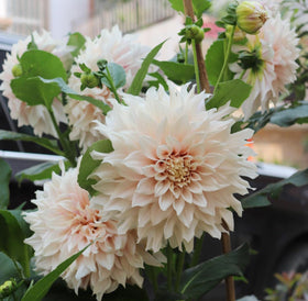Seeds Of Strength dahlia pompon germinating seedlings in warmth and indirect light