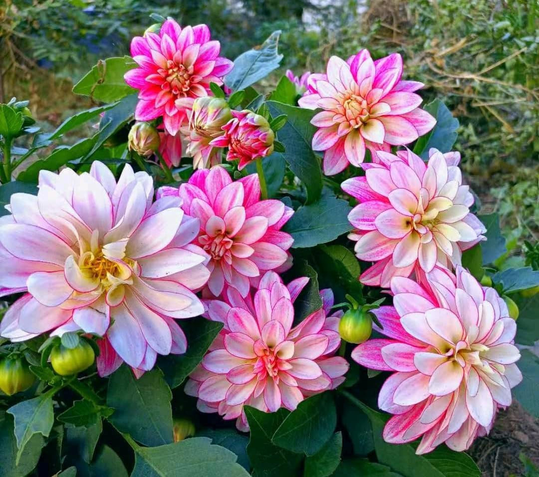 Seeds Of Strength dahlia pompon outdoor planting for colorful borders and blooms