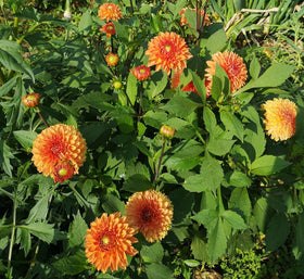 Seeds Of Strength dahlia pompon seed soaking option supports germination