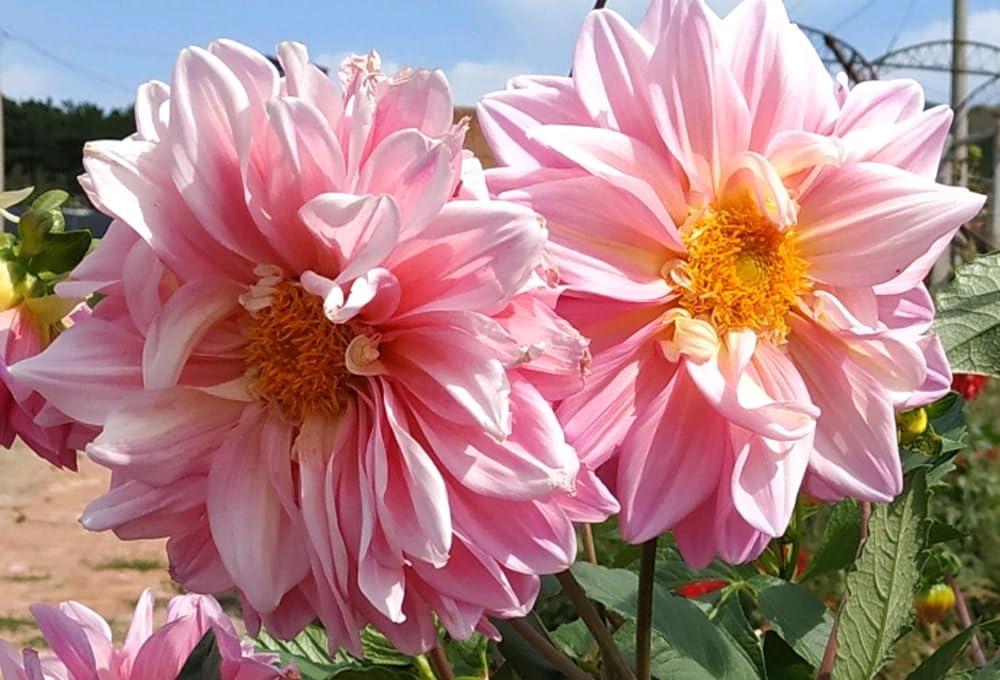 Seeds Of Strength dahlia pompon sowing on surface promotes light germination