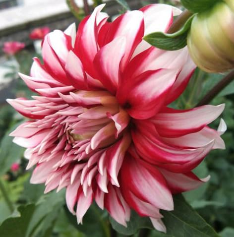 Seeds Of Strength dahlia pompon transplanting seedlings into pots with bright light