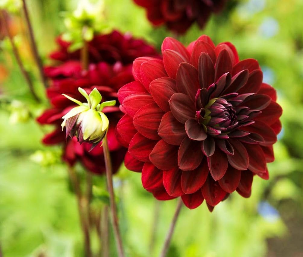 Seeds Of Strength dahlia stem growth in garden image highlights strong stems.