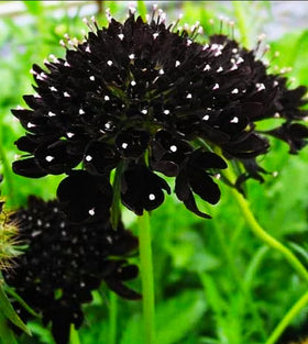 Seeds Of Strength double purple scabiosa seeds ready for planting in the garden