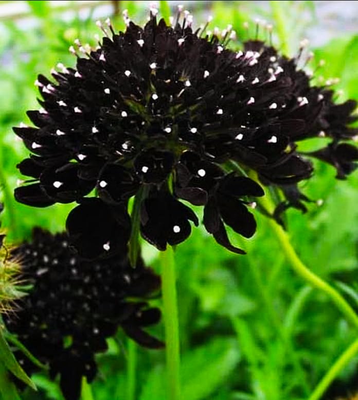 Seeds Of Strength double purple scabiosa seeds ready for planting in the garden