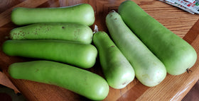 Seeds Of Strength drought-tolerant bottle gourd field harvest image