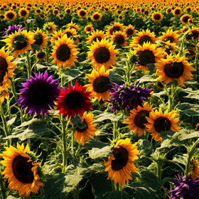 Seeds Of Strength dwarf sunflower container garden ready for small-space displays.
