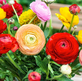 Seeds Of Strength easy-to-plant ranunculus bulbs for beginners