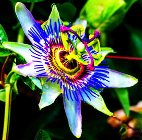Seeds Of Strength Easy to grow from seed, perfect for beginner gardeners.