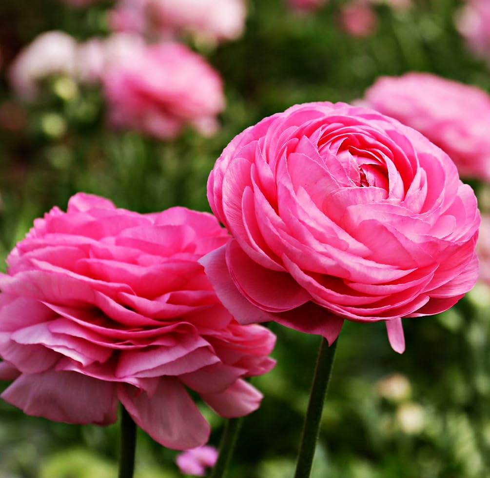 Seeds Of Strength easy-to-plant bulbs deliver lasting color in any space