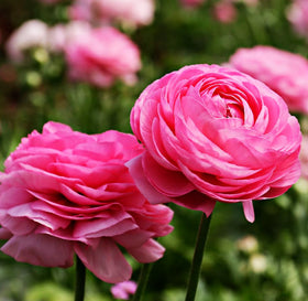 Seeds Of Strength easy-to-plant bulbs deliver lasting color in any space