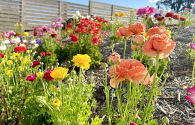 Seeds Of Strength easy-to-plant ranunculus bulbs for long-lasting flowering