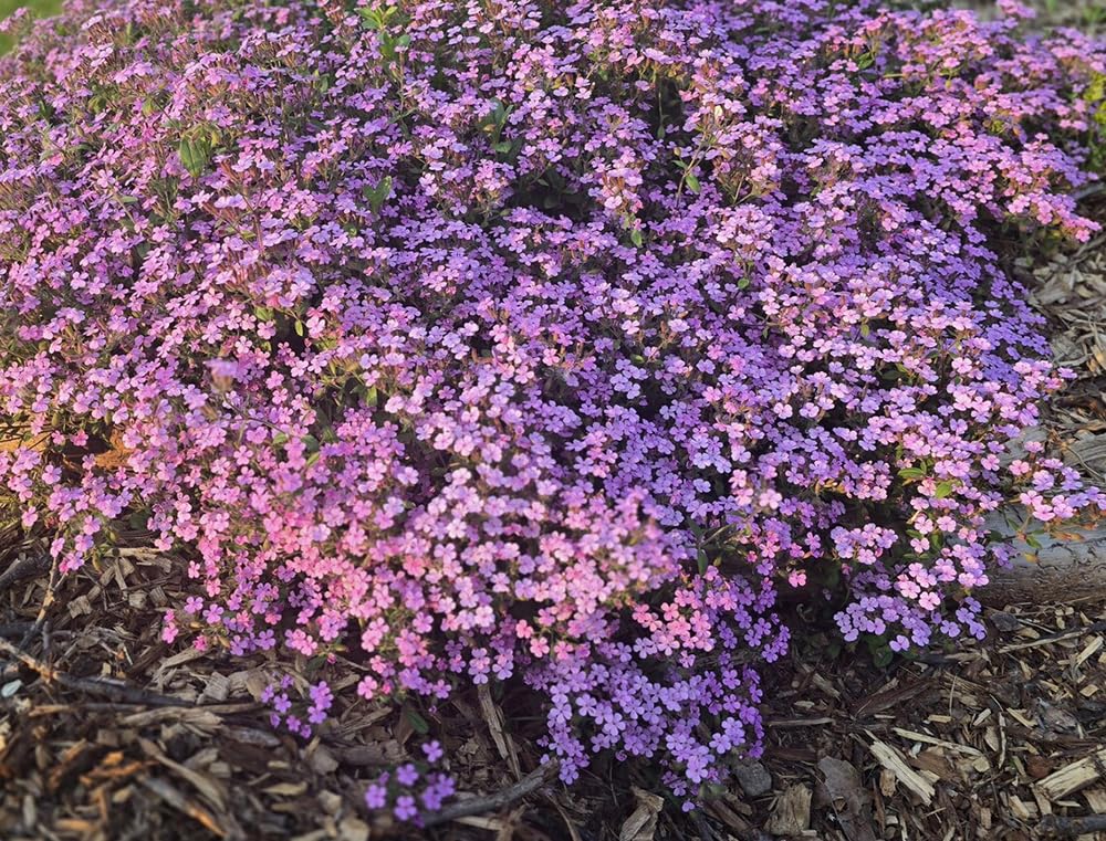Seeds Of Strength easy-to-plant soapwort seeds germinate with light and moisture.
