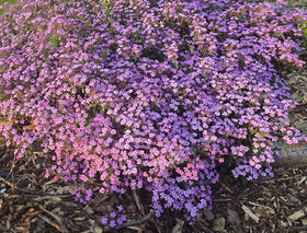 Seeds Of Strength easy-to-plant soapwort seeds germinate with light and moisture.
