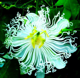 Seeds Of Strength Exotic beauty attracts butterflies and pollinators to your garden.