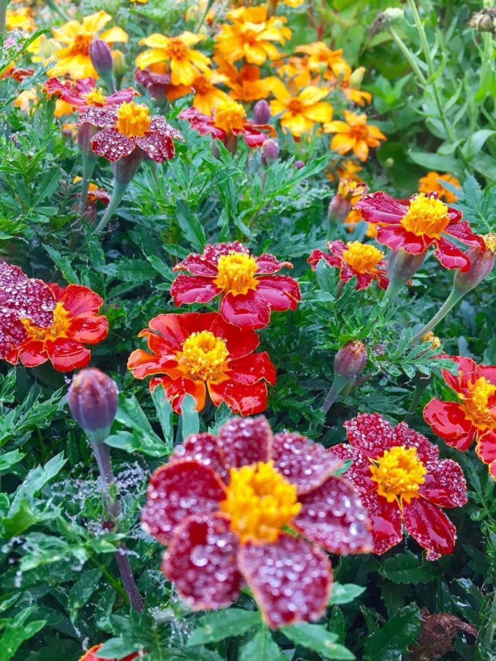 Seeds Of Strength 200-pcs kit for versatile garden accents