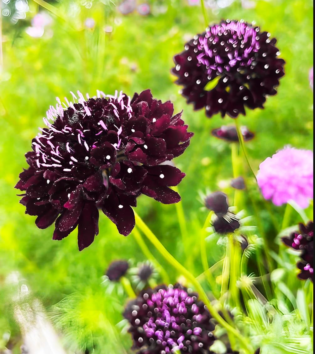 Full sun garden scene featuring Seeds Of Strength pincushion blooms