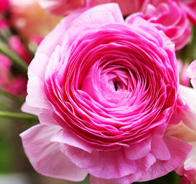 Seeds Of Strength garden bed container-display ranunculus brightens borders and patios