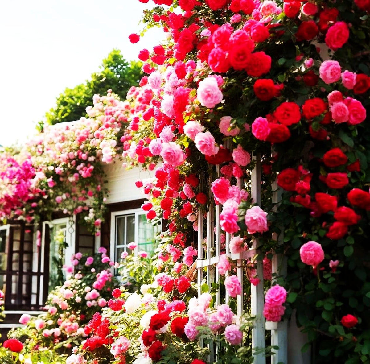 Seeds Of Strength mature climbing rose can reach 8-12 feet in sunny borders