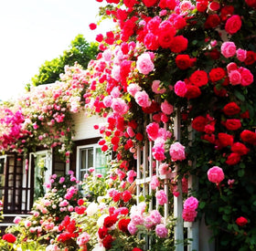 Seeds Of Strength mature climbing rose can reach 8-12 feet in sunny borders