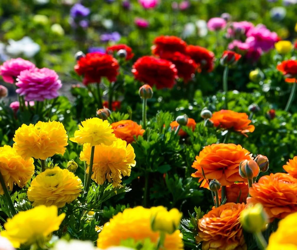 Seeds Of Strength ranunculus bulbs suitable for garden beds or containers