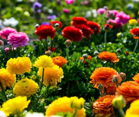 Seeds Of Strength ranunculus bulbs suitable for garden beds or containers