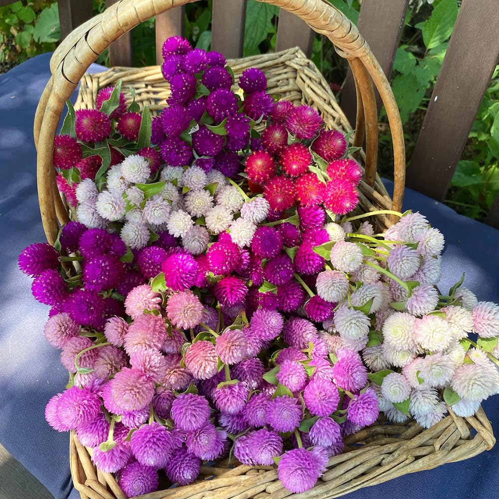 Seeds Of Strength globe amaranth compact bush grows sturdy year-round color