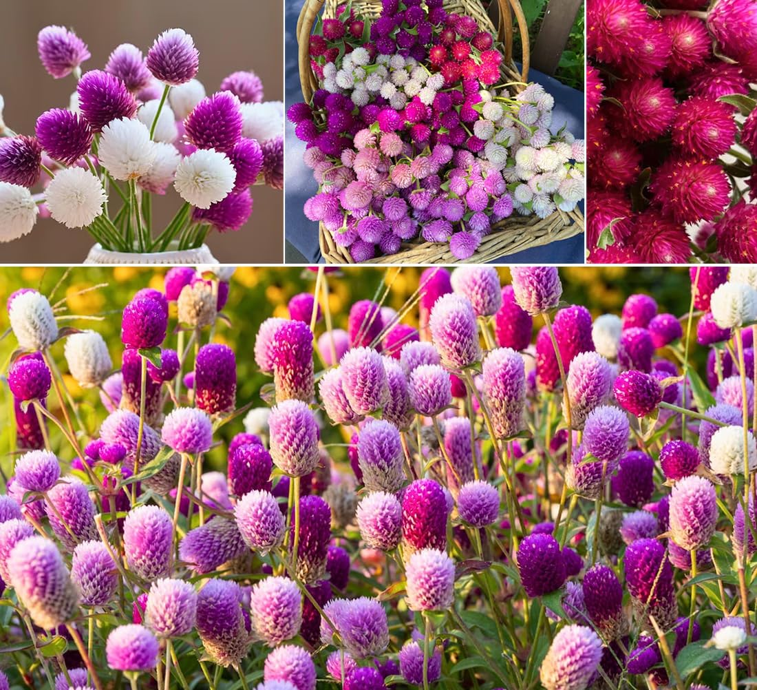 Seeds Of Strength globe amaranth mixed-colors seeds ready to grow vibrant border blooms