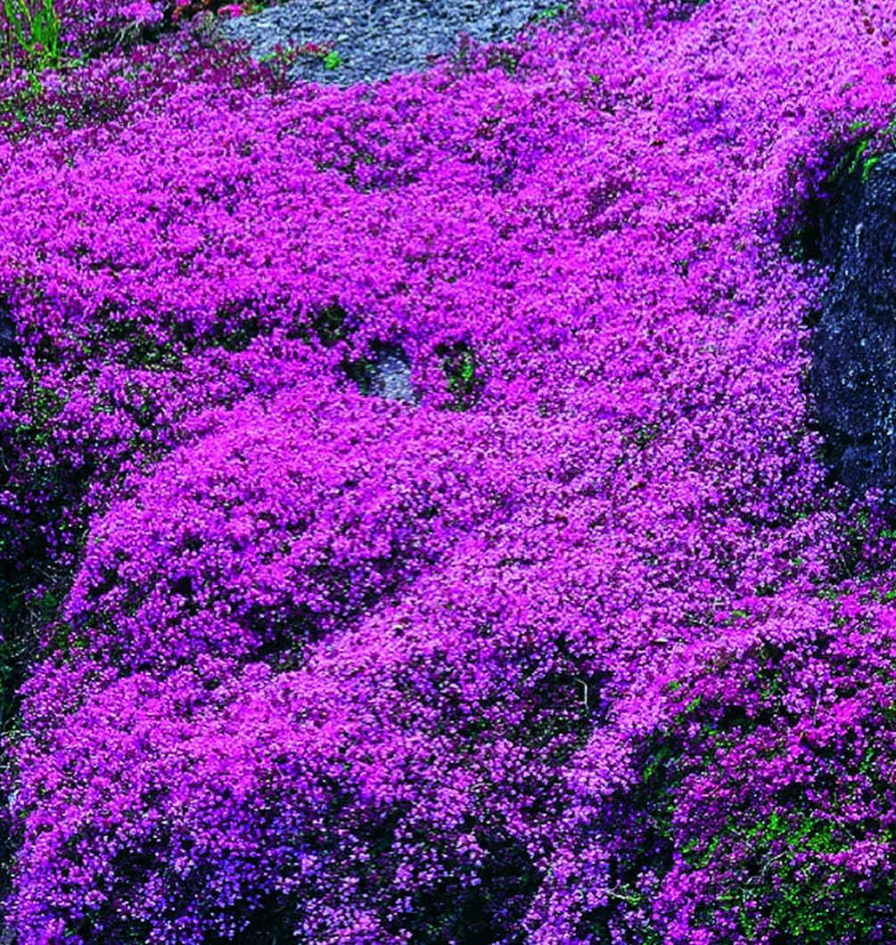 Seeds Of Strength groundcover thyme seeds create a low-maintenance garden space