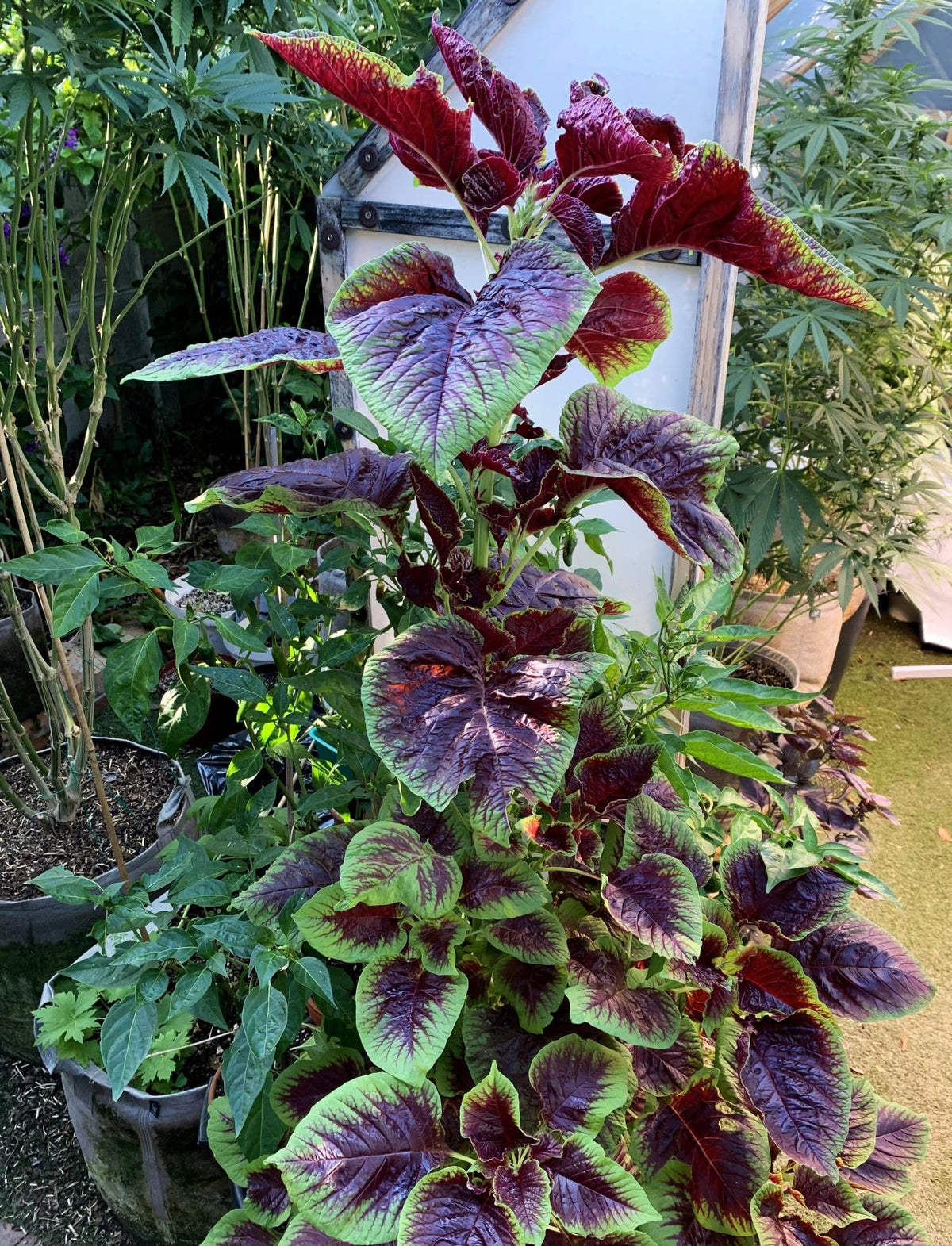 Seeds Of Strength harvest-ready amaranth leaves for fresh greens.