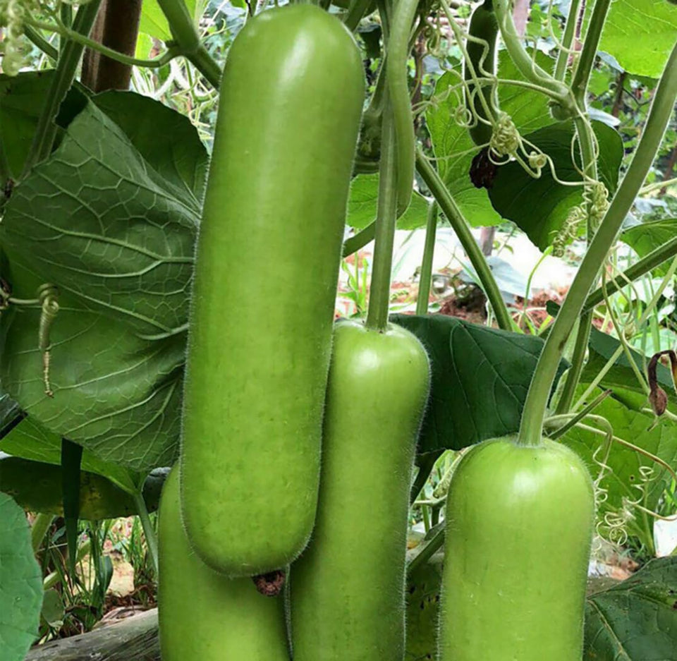 Seeds Of Strength heirloom bottle gourd seed pack for high-yield home gardening