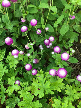 Seeds Of Strength heirloom gomphrena seeds for versatile drying and arrangements