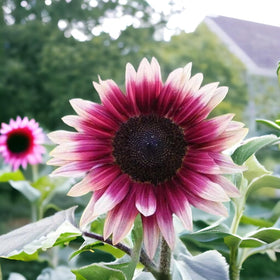 Seeds Of Strength heirloom non-GMO seed collection for confident gardeners.