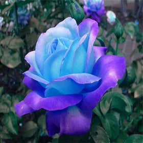 Seeds Of Strength heirloom rose seeds for garden borders and yard decor.